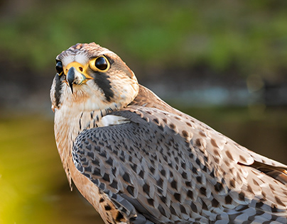 Peregrine Falcon closeup