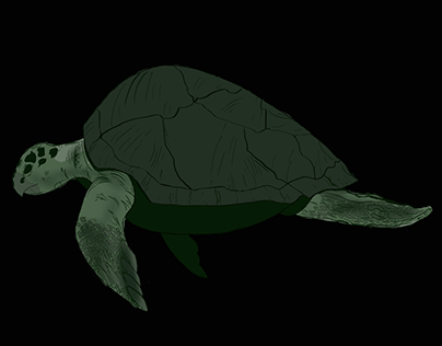 Sea Turtle Illustrations with Procreate