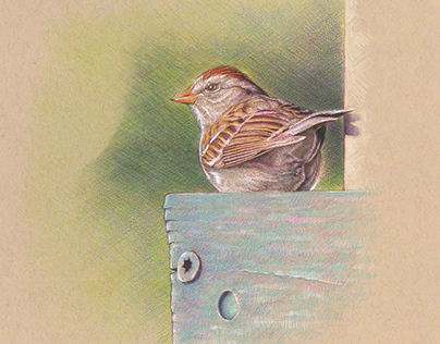 Sparrow in Birdhouse
