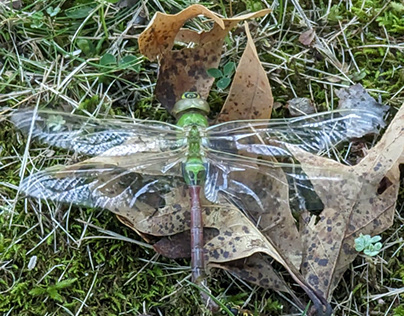 A Proper Dragonfly