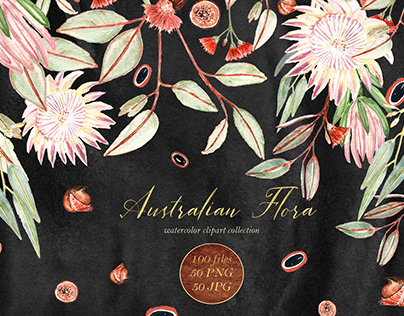 Australian Flora. Watercolor clipart.