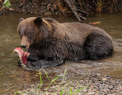Northern B.C. Grizzly With Salmon