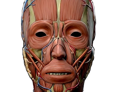 Anatomy - face front, muscular system