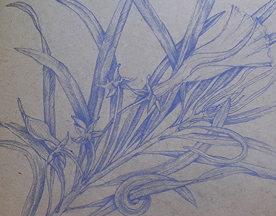sketches of canaries floral