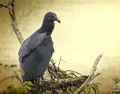 Black Vulture on Gold, Boquete, Panama 5/24/2014