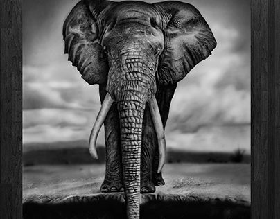 My drawing of an elephant with pencils and charcoal