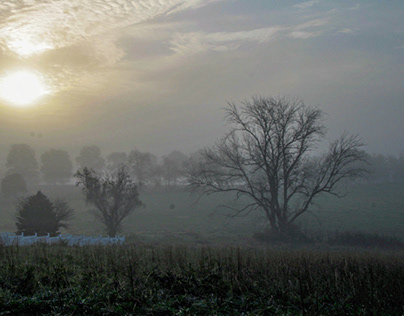 Foggy morning field