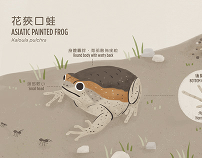 ASIATIC PAINTED FROG