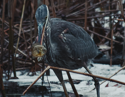 The heron's meal