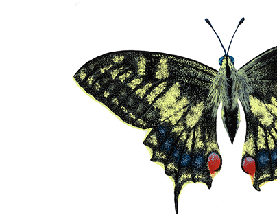 Scientific Illustration// Papilio machaon