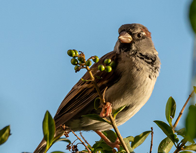 A bird sitting on the top branches in a bush