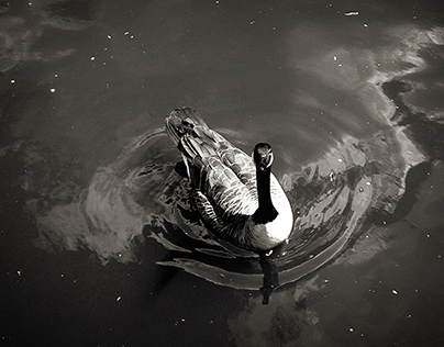 Photography "London ducks" 2016