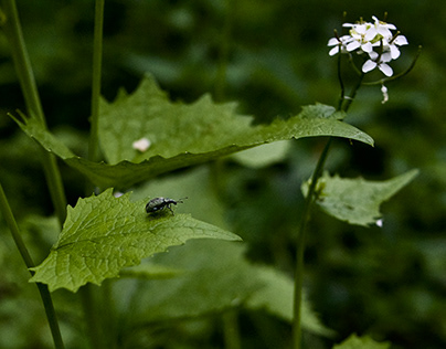 Beetle among the plants.