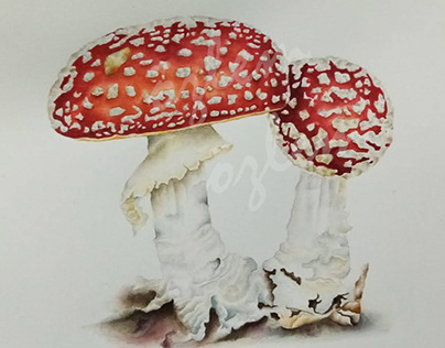 Mantar / Mushroom
