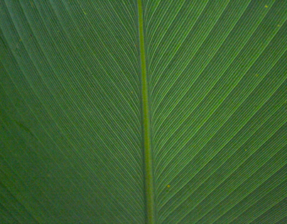 A Beautiful Leaf Texture Pattern