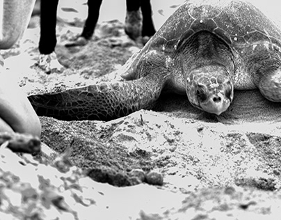 Desove de tortugas en Chalacatepec
