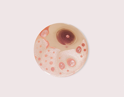 胚 | Embryo