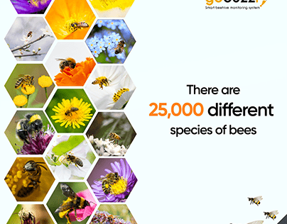 There are 25,000 different species of bees
