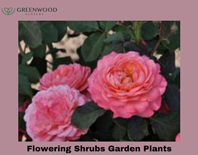 Find Flowering Shrubs Garden Plants for Any Garden