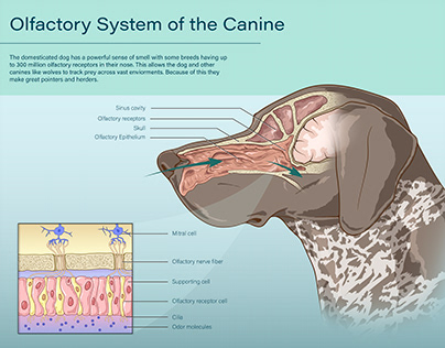 Olfactory System of the Canine