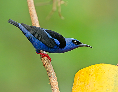 Birds of Costa Rica - 2