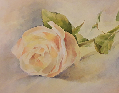 Rose, watercolor