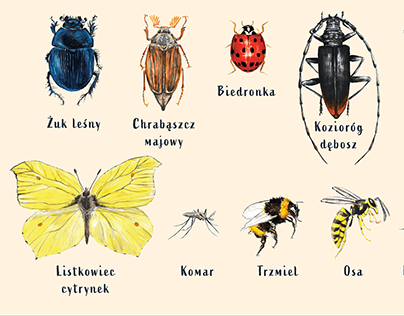 Tablica z owadami dla Lasów Miejskich