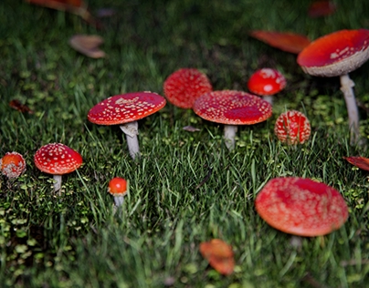 Red Fungi Fstorm Render