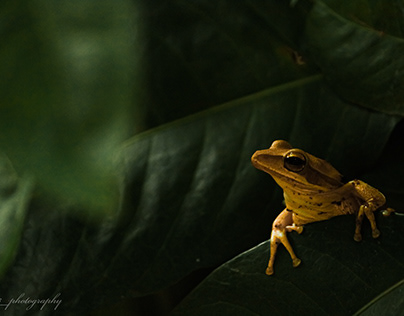 Tree frog during the Blue hour