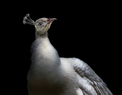 Nature Photography, Albino Peacock