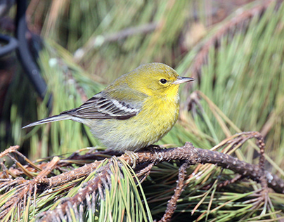 Pine Warbler Project