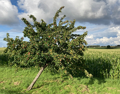 Appletree in Front of Clouds