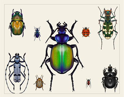 Ukrainian red book beetles. Illustration.