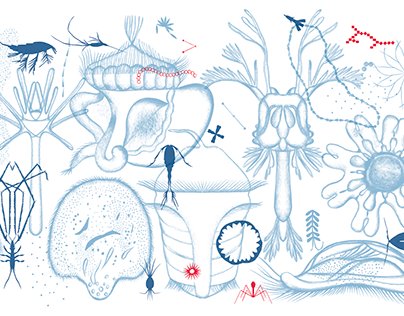 Plankton illustrations for the kids' magazine