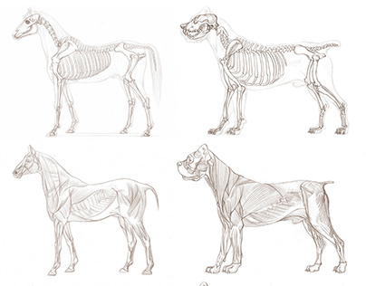 Study - Animal Anatomy