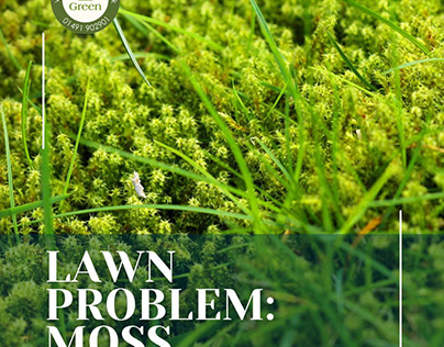 Oxford Green | Lawn Moss Issues