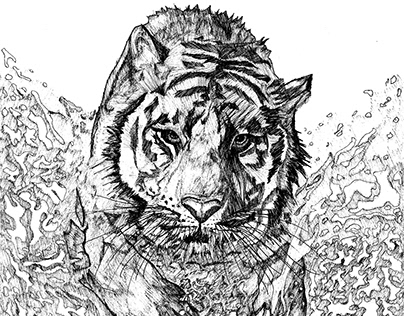 Animals - Tigre de Bengala