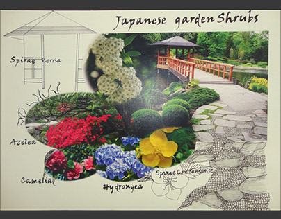 Japanese Garden Shrubs