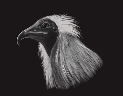 Egyptian vulture drawing with Cintiq 27QHDT