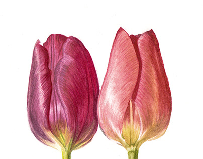Watercolor Tulip
