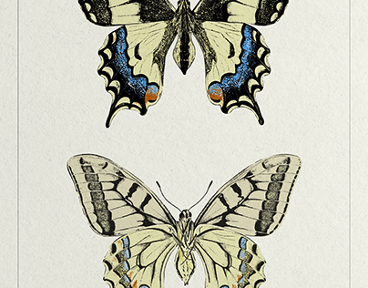 Mariposa Rey - Ilustración Científica