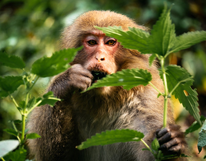 ニホンザル Japanese macaque
