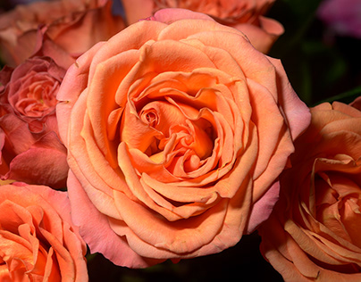 Project thumbnail - Orange and Pink Rose