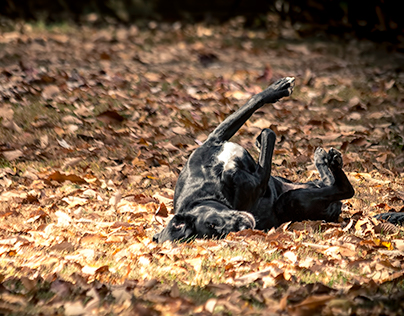 Dogs Playing in Fall