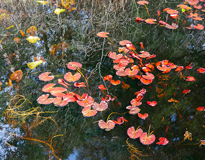 at the water lily pond 6.1 colors and leaves