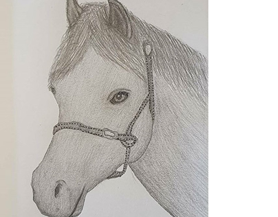 Horse Drawing by James Carter Art