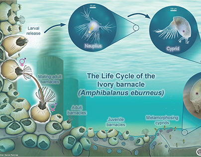 The Life Cycle of the Ivory Barnacle