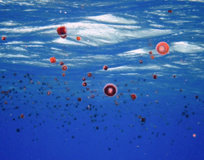 Jellyfish | Underwater ph