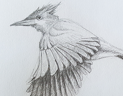 Pencil sketch - Asian paradise flycatcher