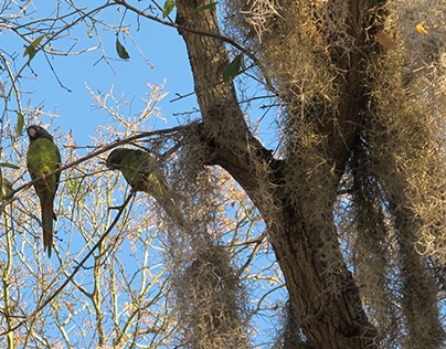 Parrots, Live Oak, Spanish Moss
